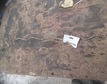 30697  Топливная трубка магистраль 1335228 DAF85CF даф