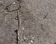 45336 Трубка осушителя Рено премиум Renault Premium DCI320 2005